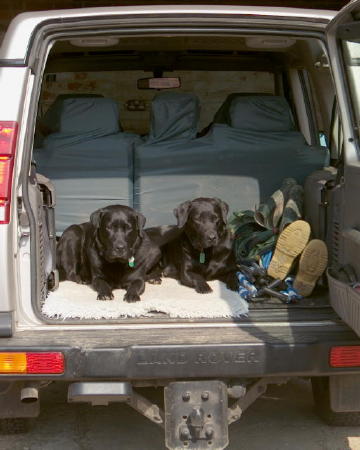 The dogs are ready to go!